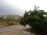 أريب البرغوثي
