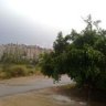 أريب البرغوثي